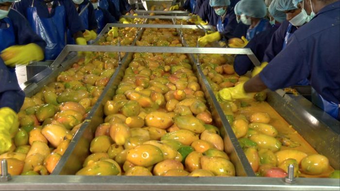 mango pulp manufacturer