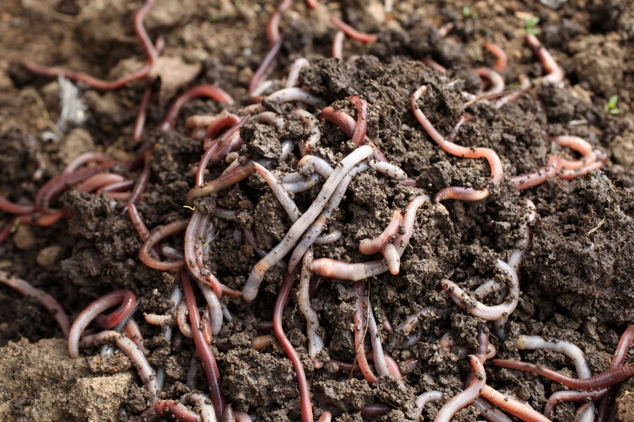 Vermicompost Vermicomposting Worms Biofertilizer | Vermiculture