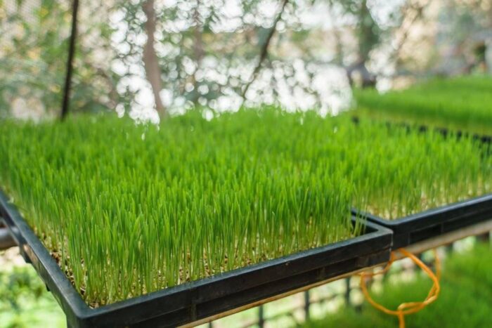 Wheat Grass Tray