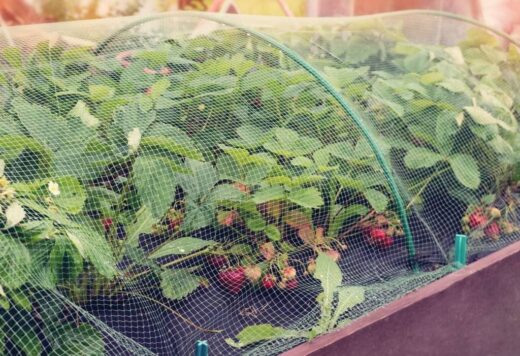 Bird Netting for Garden