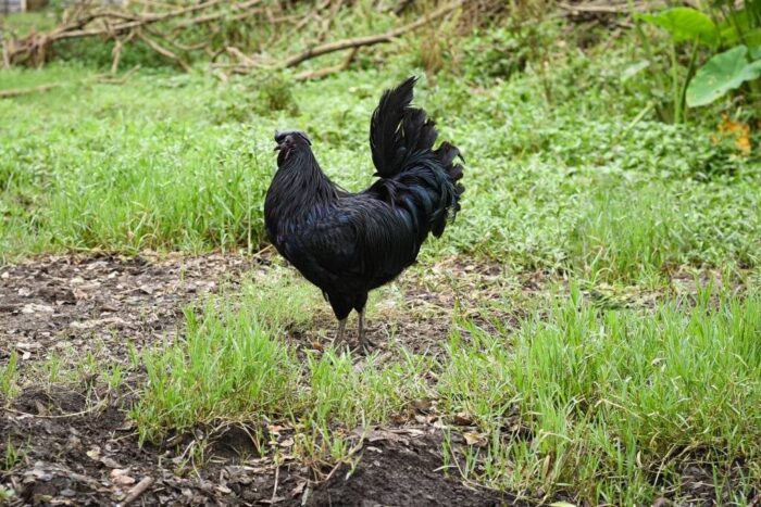 Kadaknath Chicken