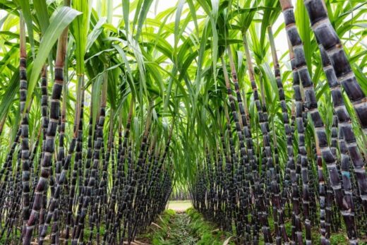 Bio Fertilizers and Bio Insecticides for Sugarcane