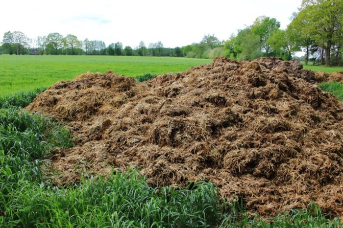 Cow Dung Organic Fertilizer