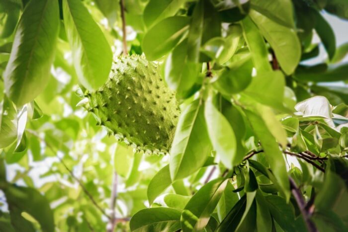 Soursop Leaves