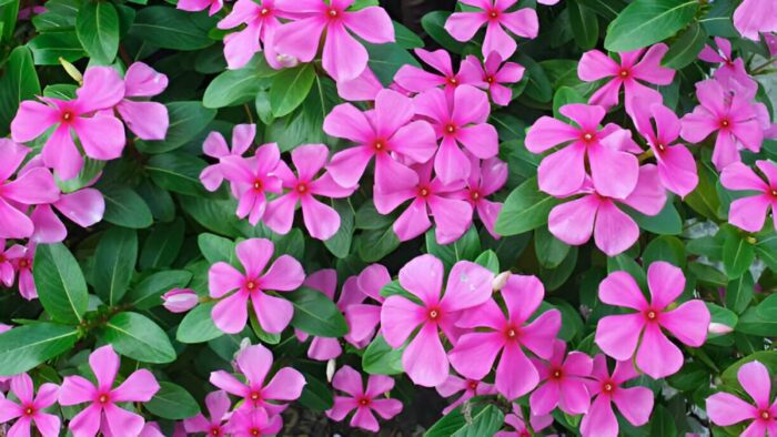 Catharanthus Roseus