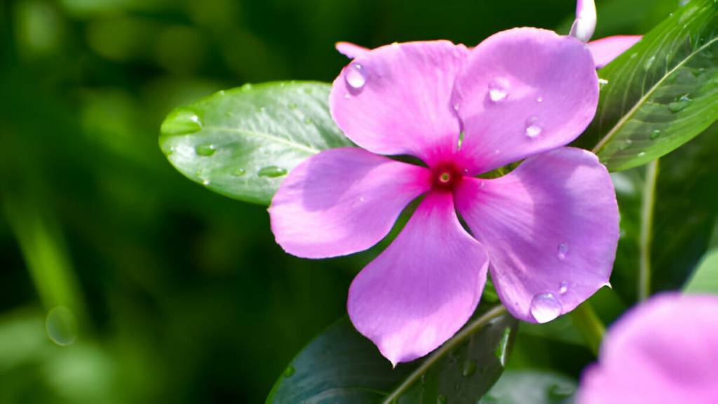 Catharanthus Roseus Medicinal Plant

