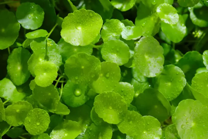 Centella Asiatica for Sale