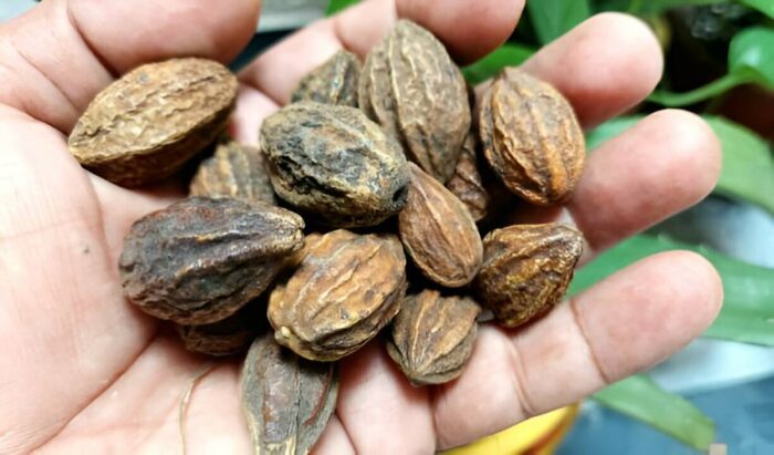 Chebulic Myrobalan (Terminalia Chebula)