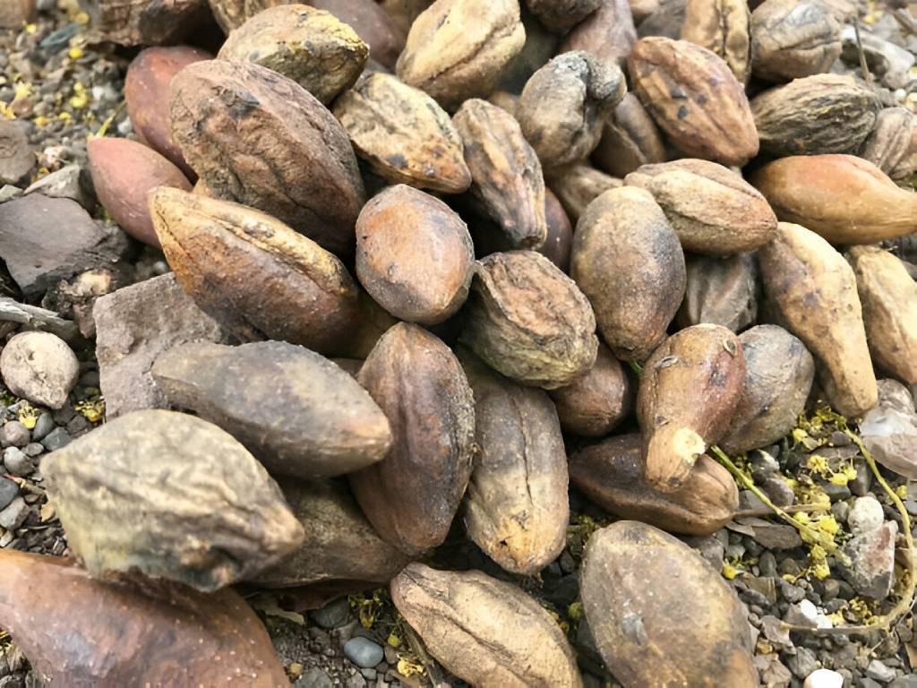 Chebulic Myrobalan (Terminalia Chebula) Extract