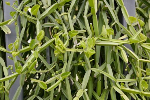 Cissus Quadrangularis