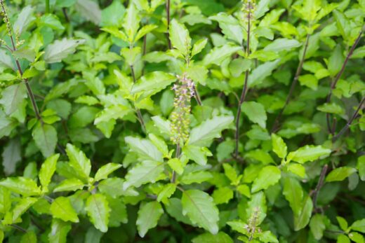 Holy Basil (Ocimum Sanctum)