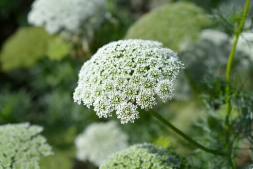 Ammi Visnaga