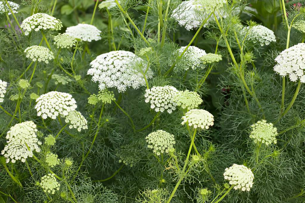 Ammi Visnaga for Sale