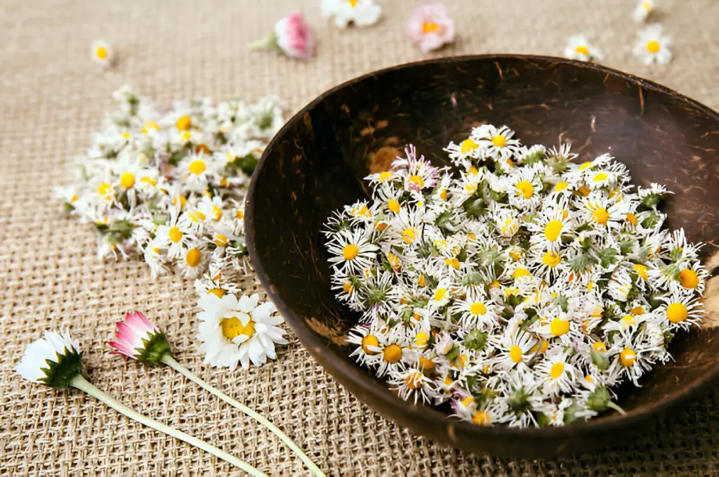 Bellis Perennis for Sale