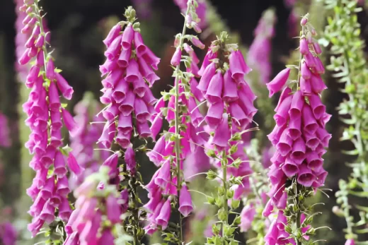 Digitalis Purpurea (Foxglove)