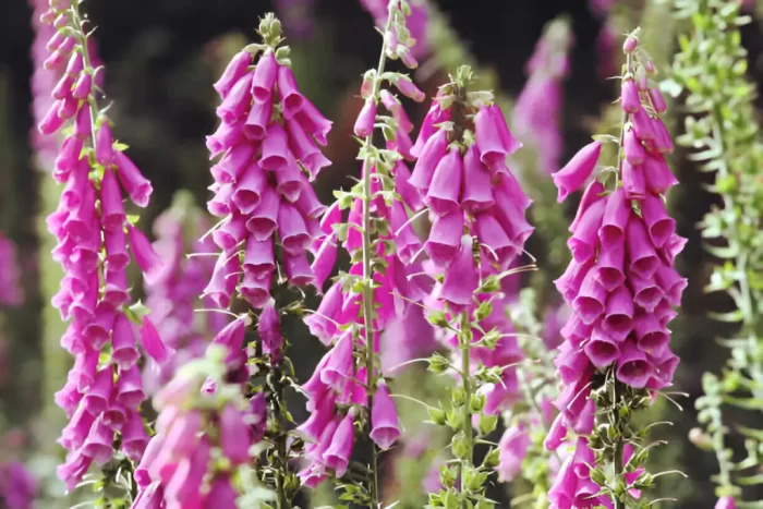 Digitalis Purpurea (Foxglove)