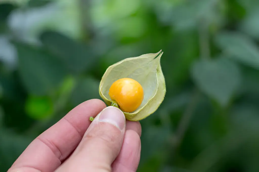 Cape Gooseberry Physalis Peruviana