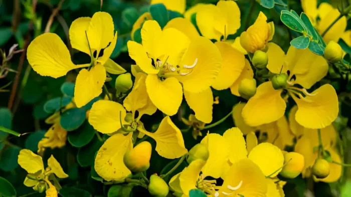 Senna Auriculata