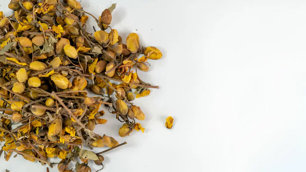 Senna Auriculata (Tanner's Cassia)