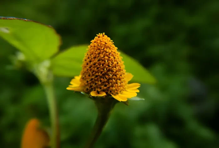 Spilanthes Acmella Flower Extract