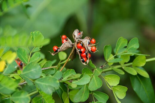 Abrus Precatorius Rosary Pea