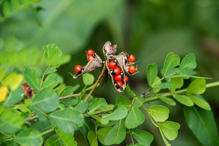 Abrus Precatorius Rosary Pea