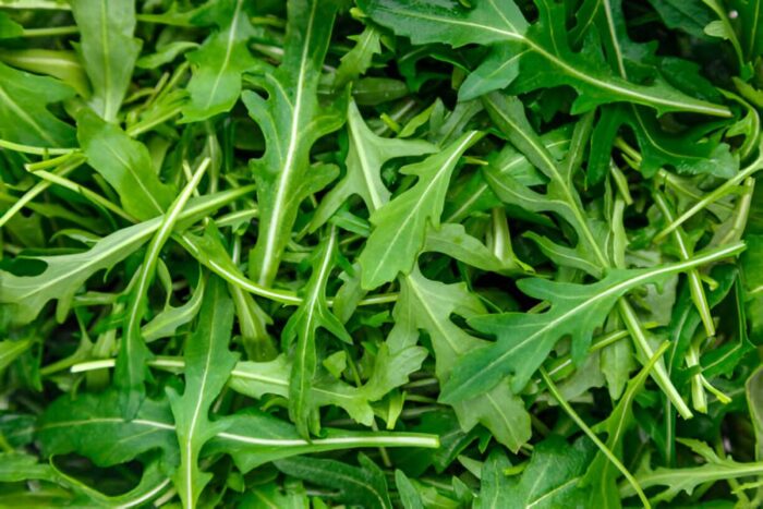 Arugula Leaves (Eruca Vesicaria)