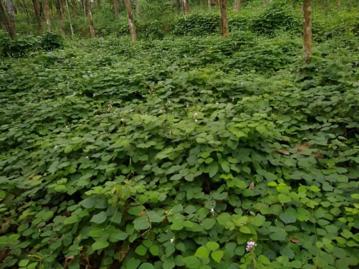 Kudzu Pueraria Phaseoloides Seeds
