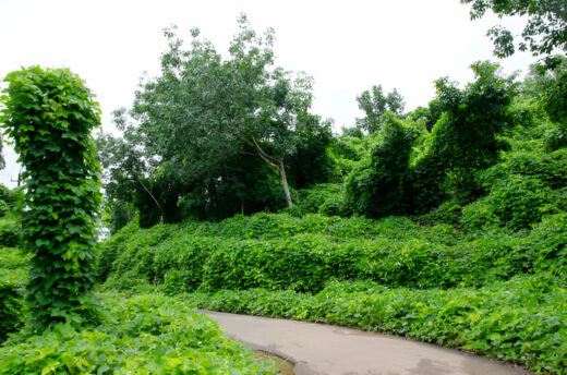 Mucuna Bracteata Seeds for Sale