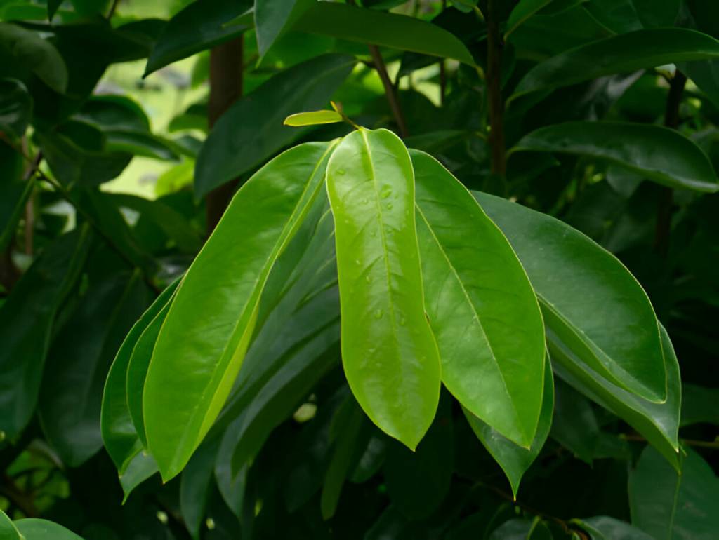 Corossol Graviola Guanabana Soursop Leaves