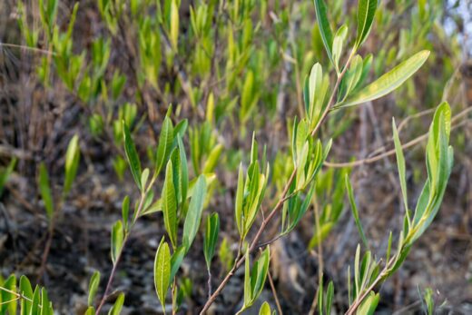 Dodonaea Viscosa (Hopbush) Leaves