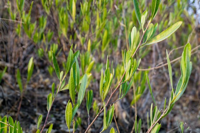 Dodonaea Viscosa (Hopbush) Leaves