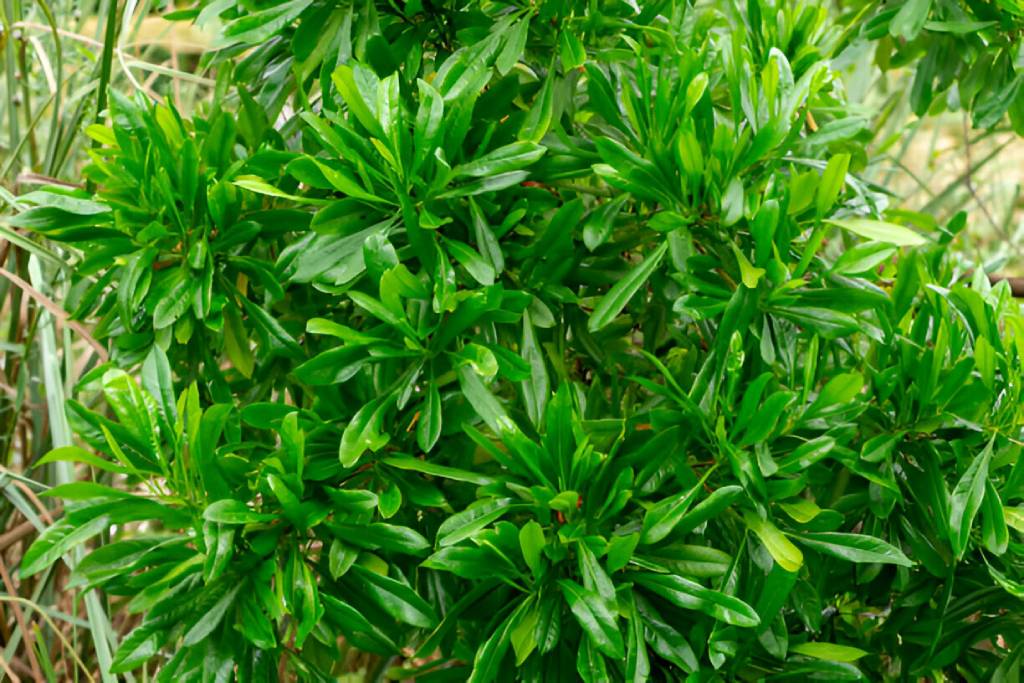 Dried Dodonaea Viscosa (Hopbush) Leaves