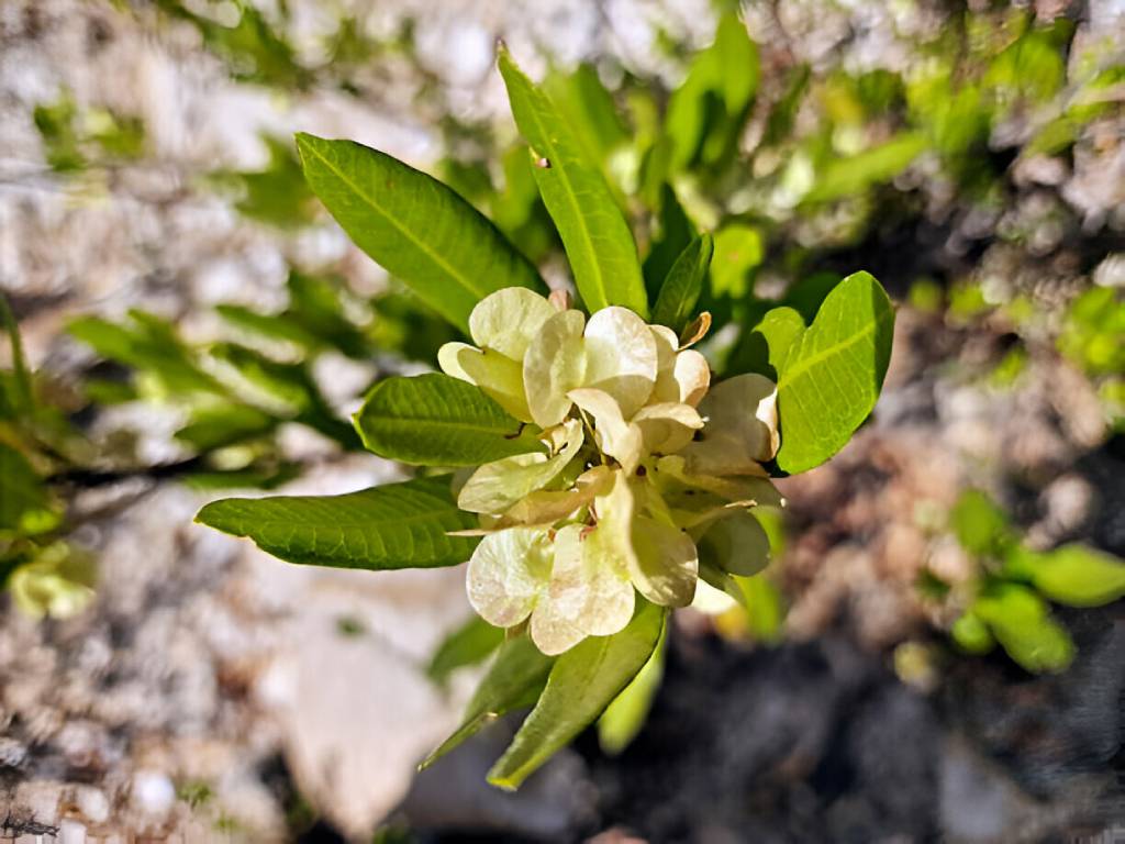 Dried Dodonaea Viscosa (Hopbush) Roots