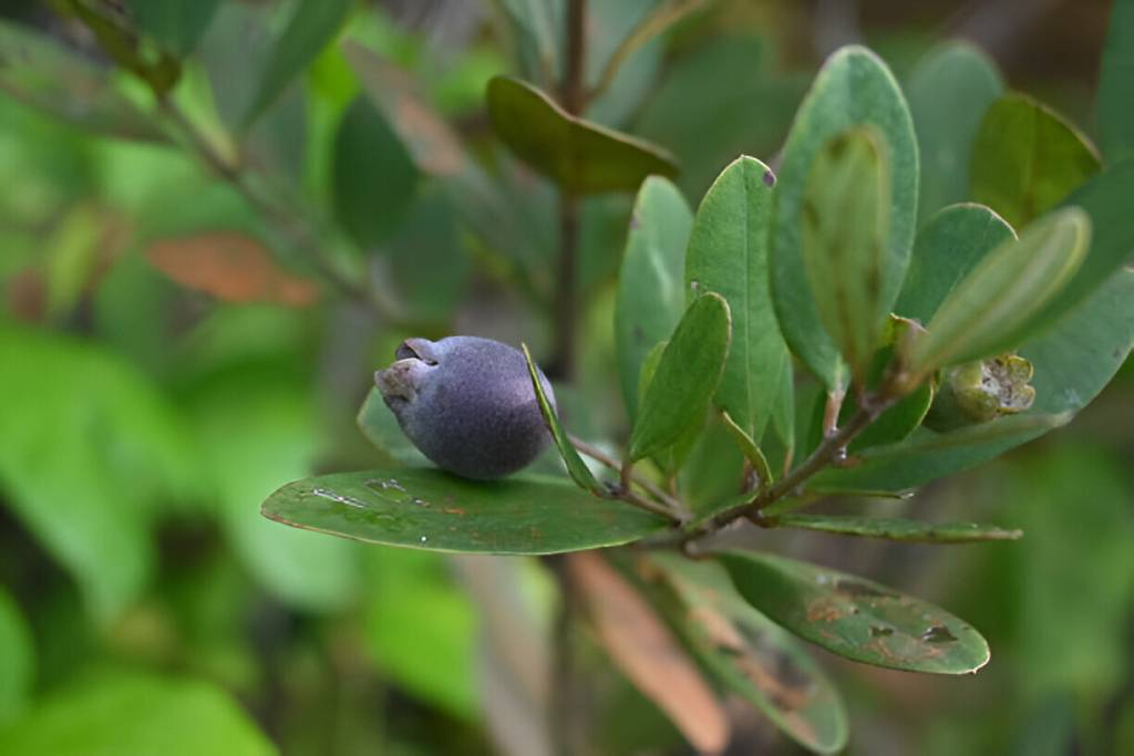 Dried Downy Rose Myrtle Leaves