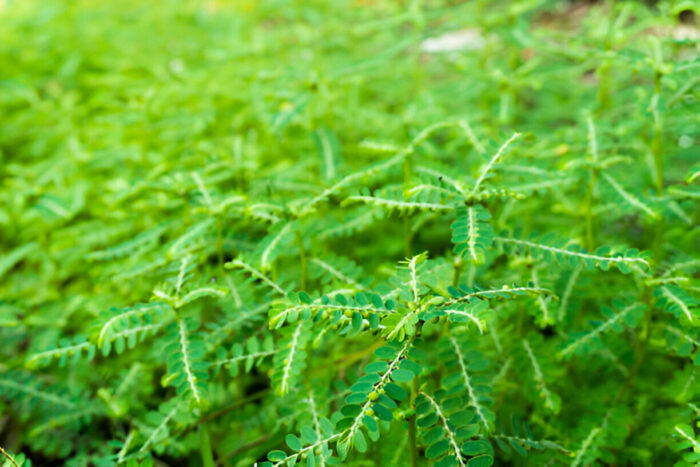 Dried Phyllanthus Amarus