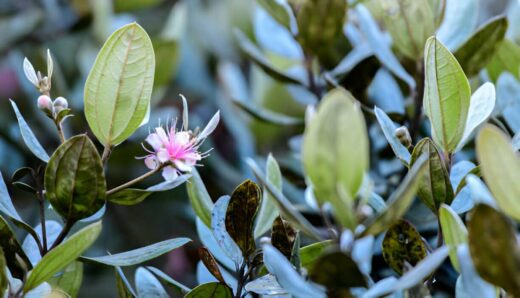 Dried Rhodomyrtus Tomentosa Leaves
