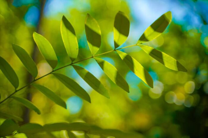 Dried Simarouba Glauca Leaves