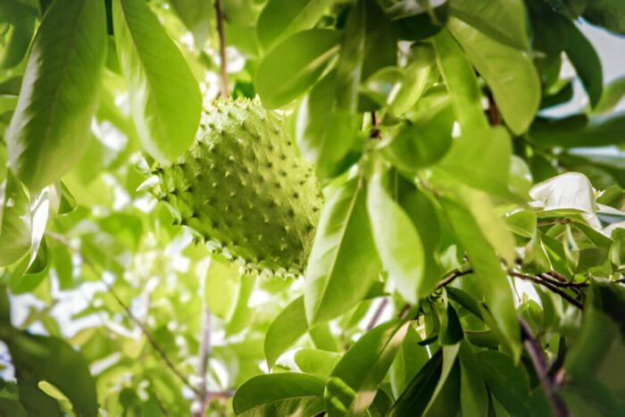 Graviola Guanabana Soursop Leaves