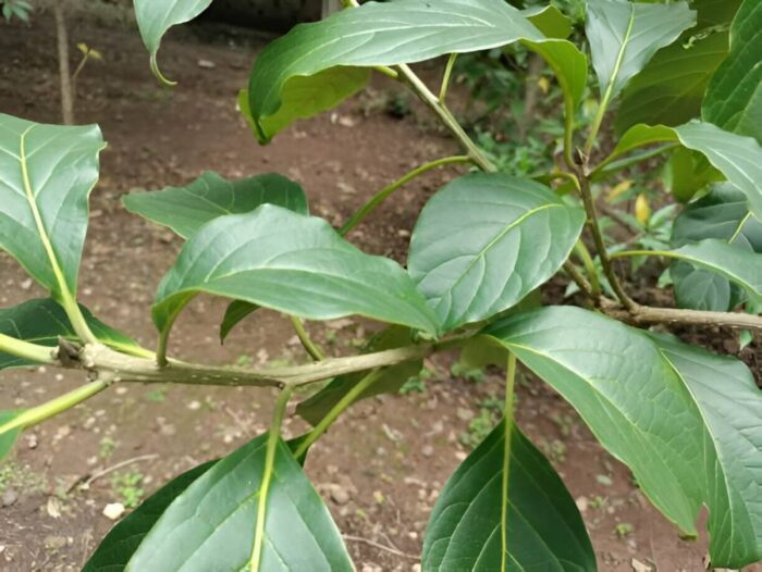 Mappia Foetida (Nothapodytes Nimmoniana) Leaves