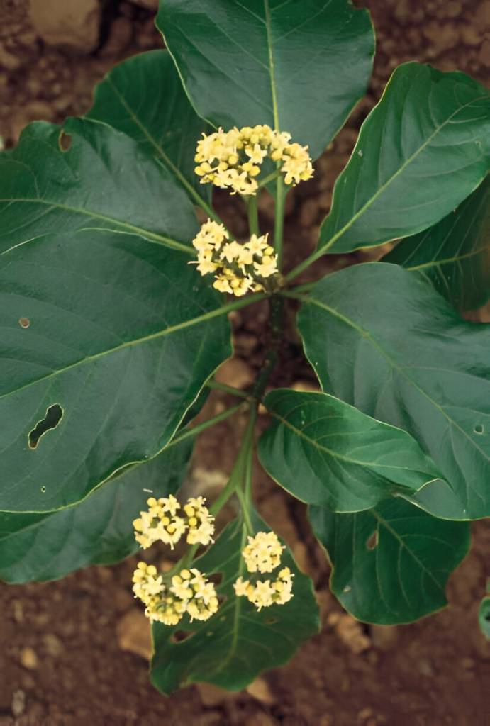 Mappia Foetida (Nothapodytes Nimmoniana)