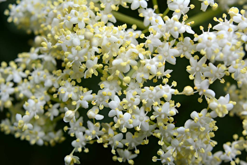 Sambucus Nigra (Elderberry) Flowers