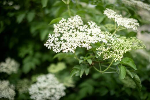 Sambucus Nigra (Elderberry) Leaves