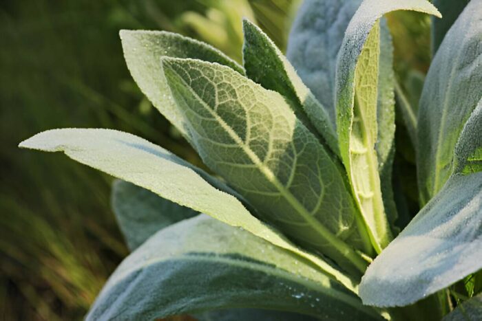 Verbascum Thapsus (Great Mullein) Leaves