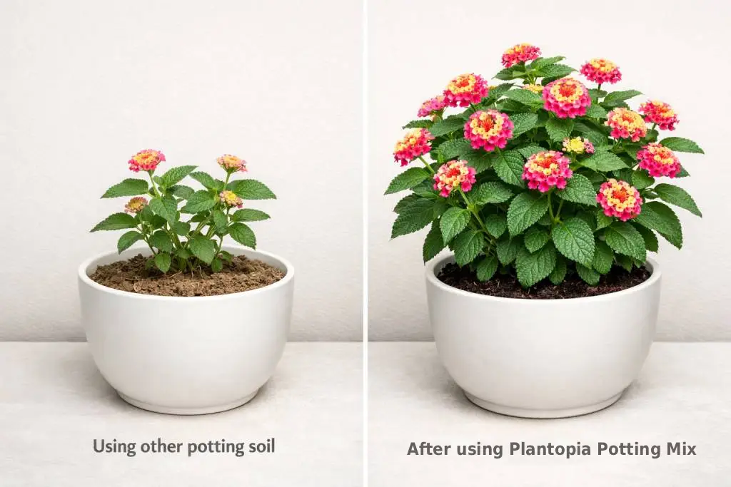 Comparison of plant growth using regular potting soil versus healthy, fuller growth after using quality potting mix.