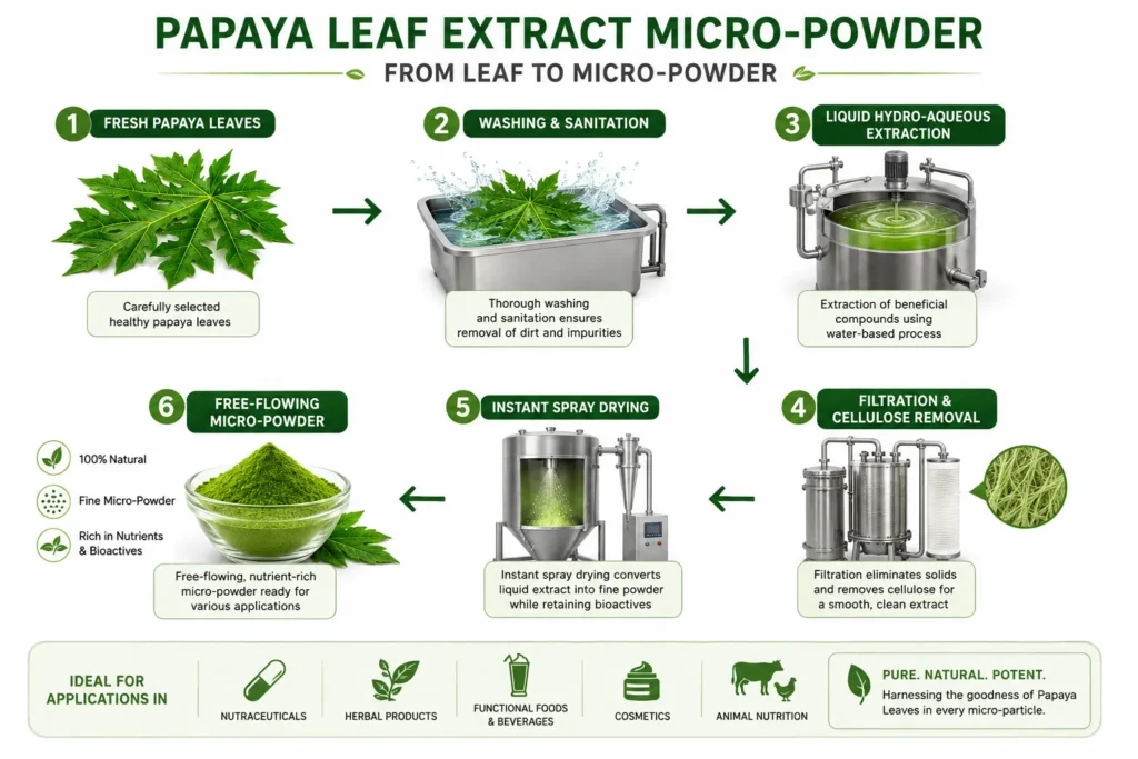 Infographic showing the 6-step manufacturing process of spray dried papaya leaf extract powder from fresh leaves to final water-soluble micro-powder.