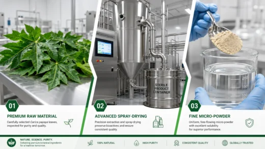 Infographic displaying the three-panel B2B manufacturing flow for papaya leaf extract powder: 1) Sourcing fresh green Carica papaya leaves; 2) Advanced industrial spray-drying with output to a sealed sterile product container; 3) Scientist demonstrating 100% water-soluble final micro-powder dissolution.
