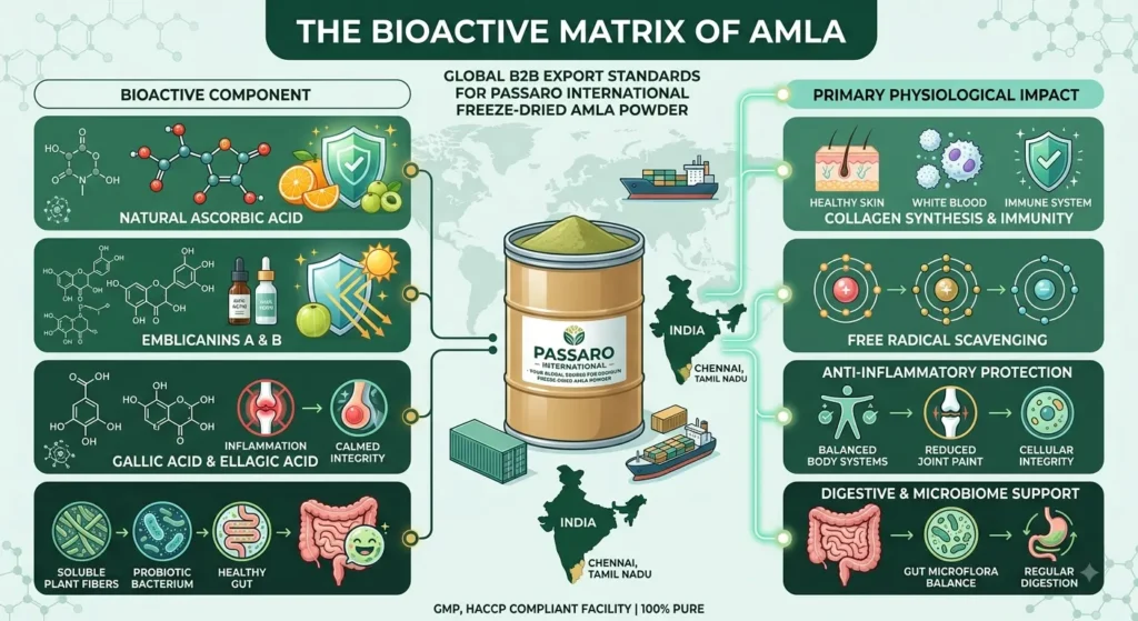 An infographic detailing the bioactive matrix of Passaro International's Bulk Freeze Dried Amla, highlighting key components like Natural Ascorbic Acid, Emblicanins A & B, Gallic Acid, and Soluble Plant Fibers alongside their physiological impacts and B2B formulation benefits.
