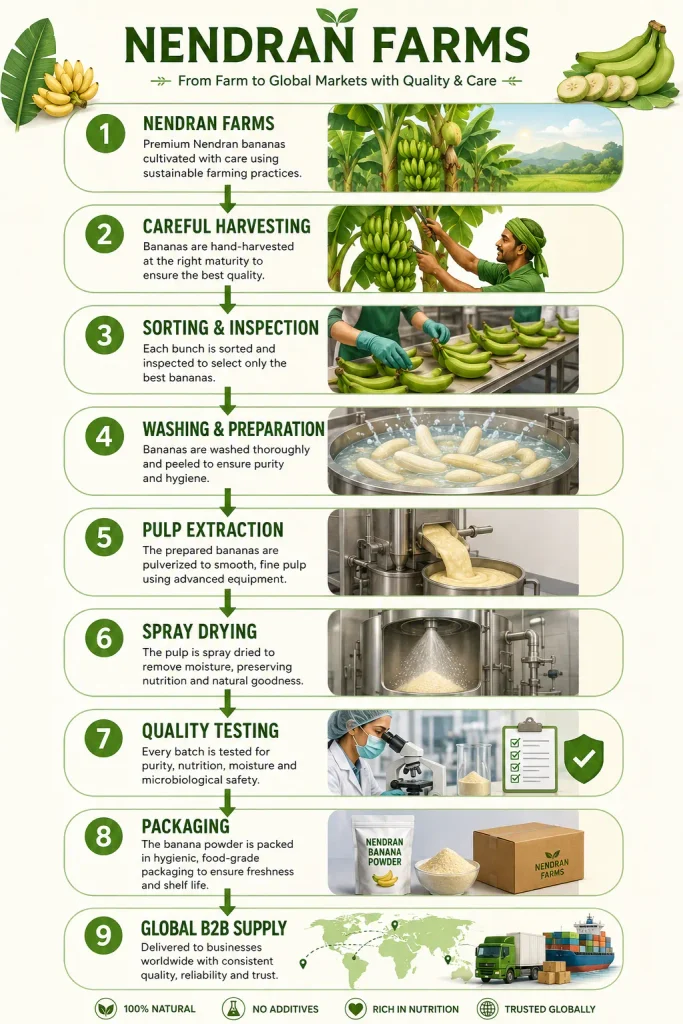 Bulk spray dried banana powder manufacturing process infographic by Nendran Farms showing careful harvesting, sorting and inspection, washing and preparation, pulp extraction, spray drying, quality testing, packaging, and global B2B supply of spray dried Nendran banana powder.