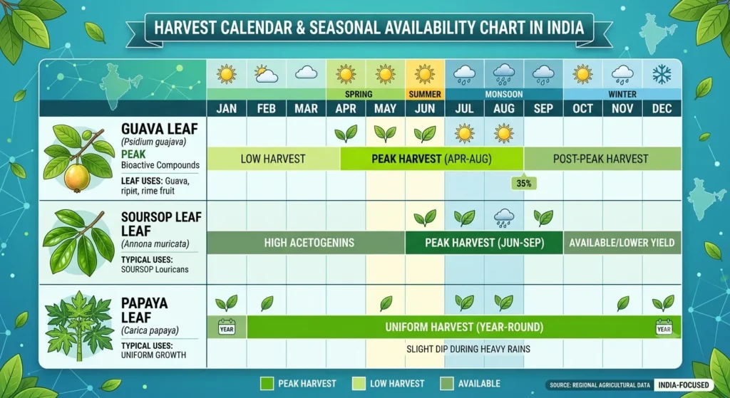 Seasonal availability chart and harvest calendar in India for Guava Leaf (Psidium guajava), Soursop Leaf (Annona muricata), and Papaya Leaf (Carica papaya), highlighting peak harvest months and year-round procurement schedules.